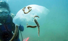 Çıyanlar, denizanalarının sayısını azalttı... Küme halinde saldırdıkları anları görüntüledi