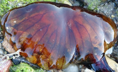 Marmara Denizindeki üreme şansları arttı