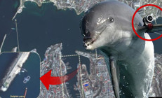 Uydu görüntüleri şaşırttı Rusya askeri yunusları devreye soktu...