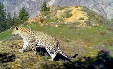 48 yıl sonra yeniden görülmüştü Böyle tespit edilmiş