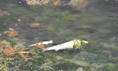 İzmirde endişelendiren görüntü Çakalburnu Lagününde oksijen tükendi, balıklar öldü