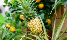 Ananas nasıl yetişir Evde ananas yetiştirmenin püf noktaları