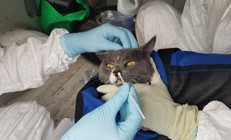 Taylandda bir ilk Kediden insana koronavirüs bulaştı