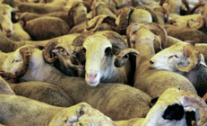 Kurban keserken nelere dikkat edilmeli Diyanetin konuyla ilgili açıklaması