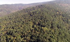 Vali Yerlikaya duyurdu: İstanbulda ormana girişler yasaklandı