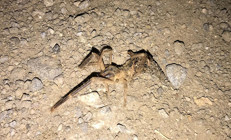 Kayseride sarıkız cinsi örümcek tedirginliği İnsan eli kadar, 1 metre yüksekliğe zıplıyor