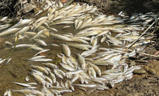 Bartın Irmağında balık ölümlerine inceleme