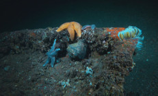 Marmara Denizinde biyoçeşitlilikte artış var