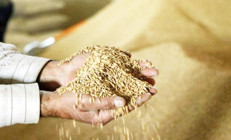 Yıllık çeltik üretimi 1 milyon tona çıktı