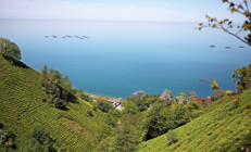 ‘Rize Çayı’na 98 yıl sonra tescil