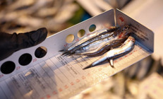 Şikayetler üzerine harekete geçildi... Balıkçılara denetim