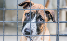 Hayvan barınağında vahşet: Kamerayla koruyalım