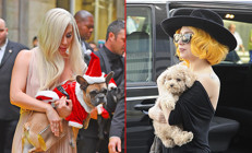 Üstelik gezdiren kişiyi de vurmuştu: Lady Gaganın köpeklerini kaçıran saldırgana 21 yıl hapis cezası