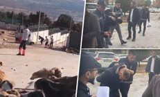 Köpeği kürekle öldürmüşlerdi... Konyadaki vahşette yeni gelişme