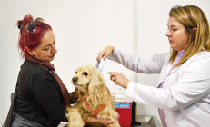 Çipsiz hayvanlar da tedavi edilecek