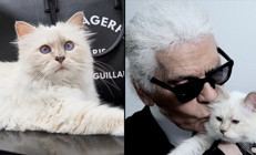 Dünyanın en zengin kedisi milyonluk mirasına kavuşmayı bekliyor: Met Galaya da davet edilmiş