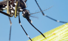 ASYA KAPLAN SİVRİSİNEĞİ DOSYASI | En çok saksı dibinde birikmiş sularda, sokağa bırakılan içecek kutularında ve su kaplarında ürüyor