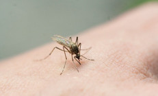 Sivrisinekleri anlama rehberi: Bizi neden ve nasıl ısırıyorlar ‘Bazı insanların gerçekten sivrisinek mıknatısları var…’