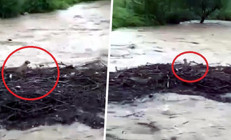 Melen Çayında sürüklenen köpek kurtuldu