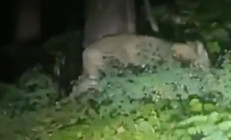 Almanyada aslan alarmı Helikopterler, Dronelar, zırhlı araçlar devreye girdi, hoparlör anonsları ile uyarı: Evinizden çıkmayın