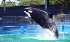 Toki, özgür kalacakken hayata veda etti