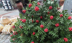 Kokinalara ilgi devam ediyor