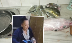 Balon balığı kâbusu: 7 kişilik aile zehirlendi, dede entübe edildi... Balık taze diye zehirli olduğundan şüphelenmedik