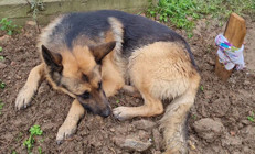 Kaybolduğu sanılıyordu, ölen sahibinin mezarında bulundu