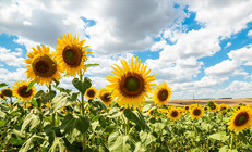 Ayçiçek tohum ve yağında gümrük vergisi düştü