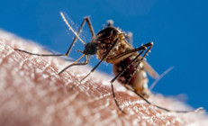 Dang humması, Avrupaya da yayılıyor. Ülkemizde durum ne