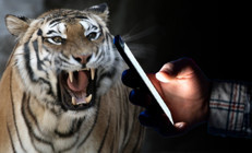 Beyniniz lekeleniyor Neden sosyal medya algoritmaları genç erkeklere şiddet dolu içerikler öneriyor Bir kaplana Beni yeme demeye benziyor