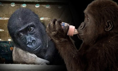 Goril yavrusu İstanbul Havalimanında yakalanmıştı Bakanlık son durumunu paylaştı