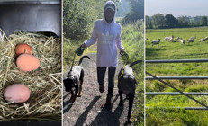 Şöhreti buldu ama bedelini de fazlasıyla ödedi: Ünlü şarkıcı köyüne döndü... Artık doğanın kollarında yaşıyor.. Taze yumurtalar kümesten