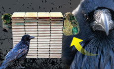 Öğrencilerin merakı gerçeği ortaya çıkardı: Kargaların getirdiği cisim hayrete düşürdü… ‘Sıra dışı bir durum, rögar kapakları etrafında daha çok bulunuyor’