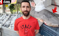 Adana’da yakalandı, kanser hastalarına dağıtıldı Köpek balığı gerçekten de kanseri yenebilir mi ‘Bazı yan etkileri var ama…’