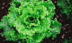 Maruldan çıkana inanamayacaksınız Görünce midesi bulandı