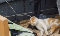 Cami avlusunda iple boğulmuş kedi bulundu