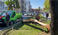 İstanbulda fırtınanın etkisiyle ağaçlar otomobillerin üzerine devrildi