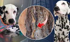 Zehirli tırtıl alarmı Önce köpeğine sonra kendisine bulaştı... ‘Ağzının içi asit dökülmüş gibi eriyordu’