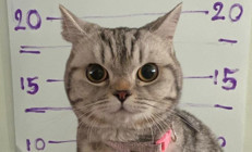 Taylandda bir garip sabıkalı: Fotoğrafı çekildi, pati izi alındı