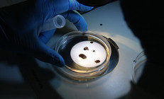 Türkiyede yeni kene türü keşfedildi 30dan fazla hastalık taşıyor