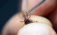 Keneden ölenlerin sayısı 10’a yükseldi