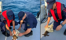 İşte böyle bulundu Deniz kaplumbağasını Sahil Güvenlik kurtardı