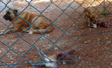 Üniversite yönetimi, sayıları artsın diye koruma altına almıştı | Köpekler tarafından telef edildi