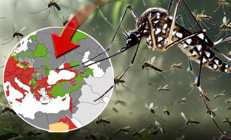 Chikungunya ateşi yayılıyor Tüm Ege ve Karadeniz sahili kırmızı alanda Küresel bir salgına dönüşür mü