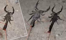 Köylülerin hayatı kabusa döndü Sokaklarda yürüyemez hale geldiler: Korkuyla yaşıyoruz