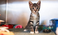 Yavru kediyi camdan attılar