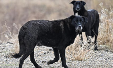 Sahipsiz köpeklerden kaçarken otomobilin çarptığı kadın hayatını kaybetti