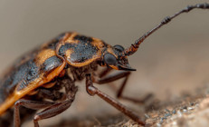 Öldüren öpücük: Yavaş yavaş kalbe girip tahrip ediyor Chagas hastalığı bize de gelir mi Bu ülkelere seyahat edenler dikkat