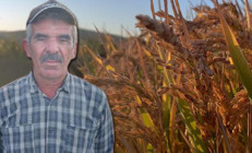 İlçede beyaz altın olarak biliniyor Köylüler toplamaya başladı: Yüzde 30 düştü